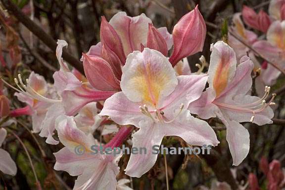 rhododendron occidentale cv myrts blush 2 graphic